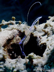 This photo of a Pederson Cleaner Shrimp was taken on the ... by Steven Anderson 